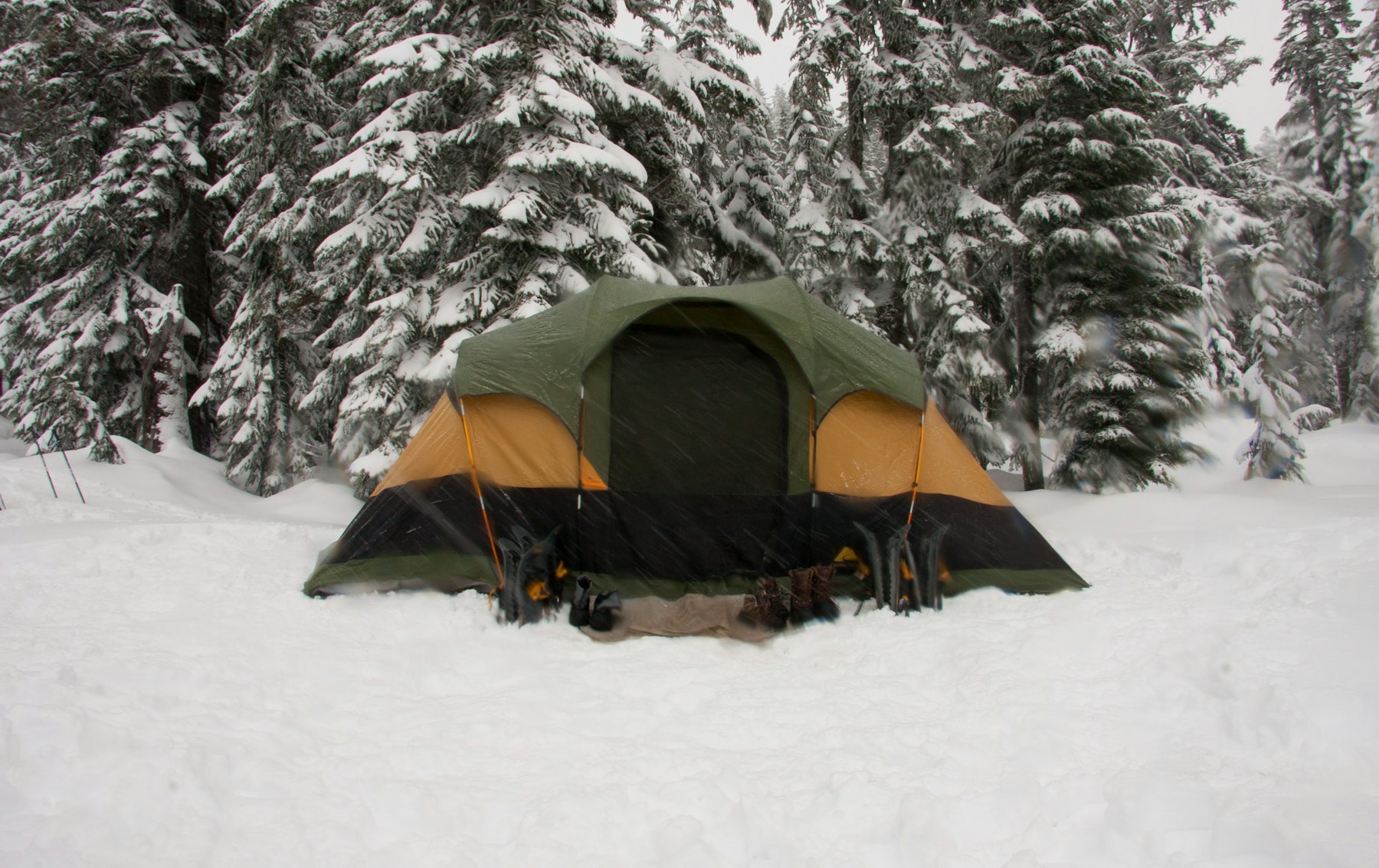 A yellow tent pitched on snow among pine trees
